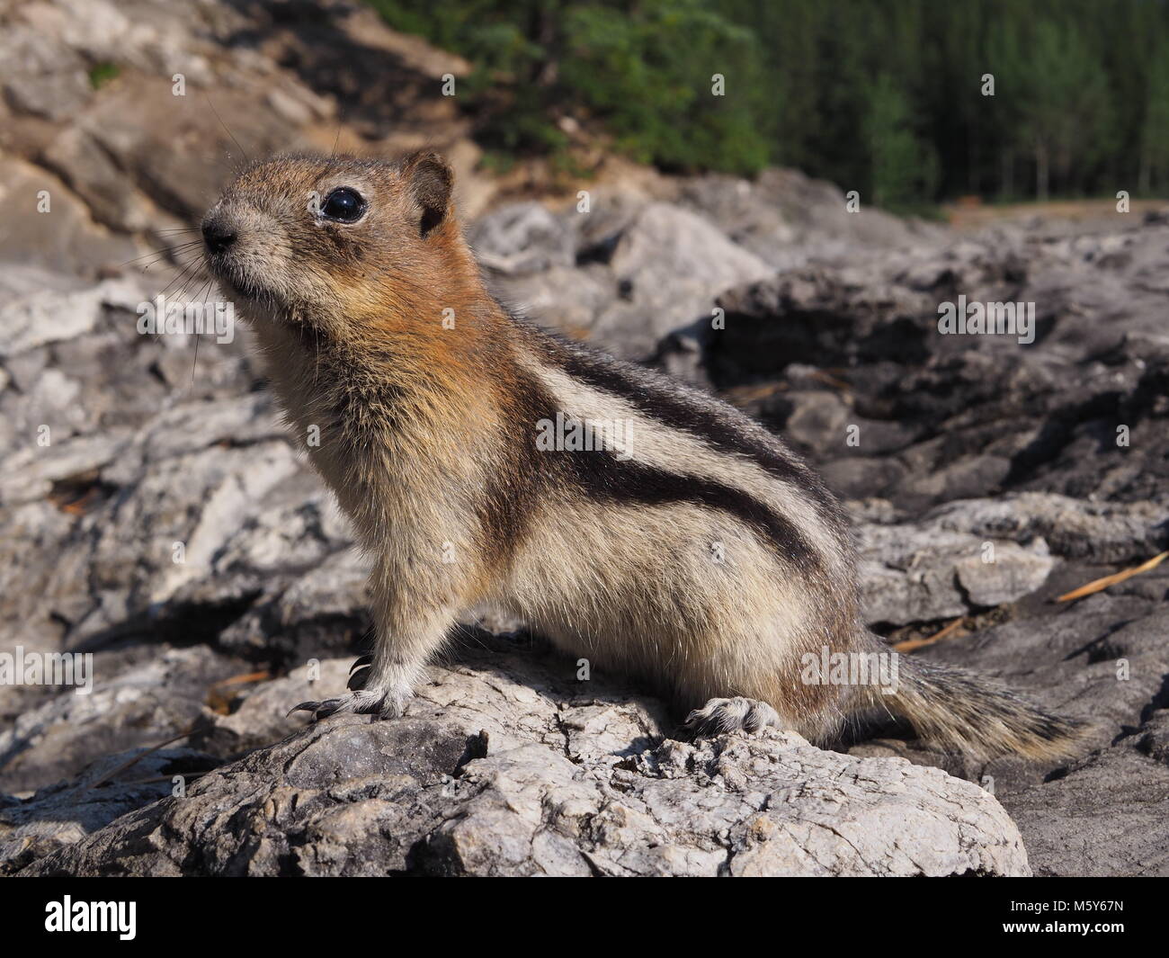 Golden-mantled ground squirrel, kanadische Rockies Stockfoto