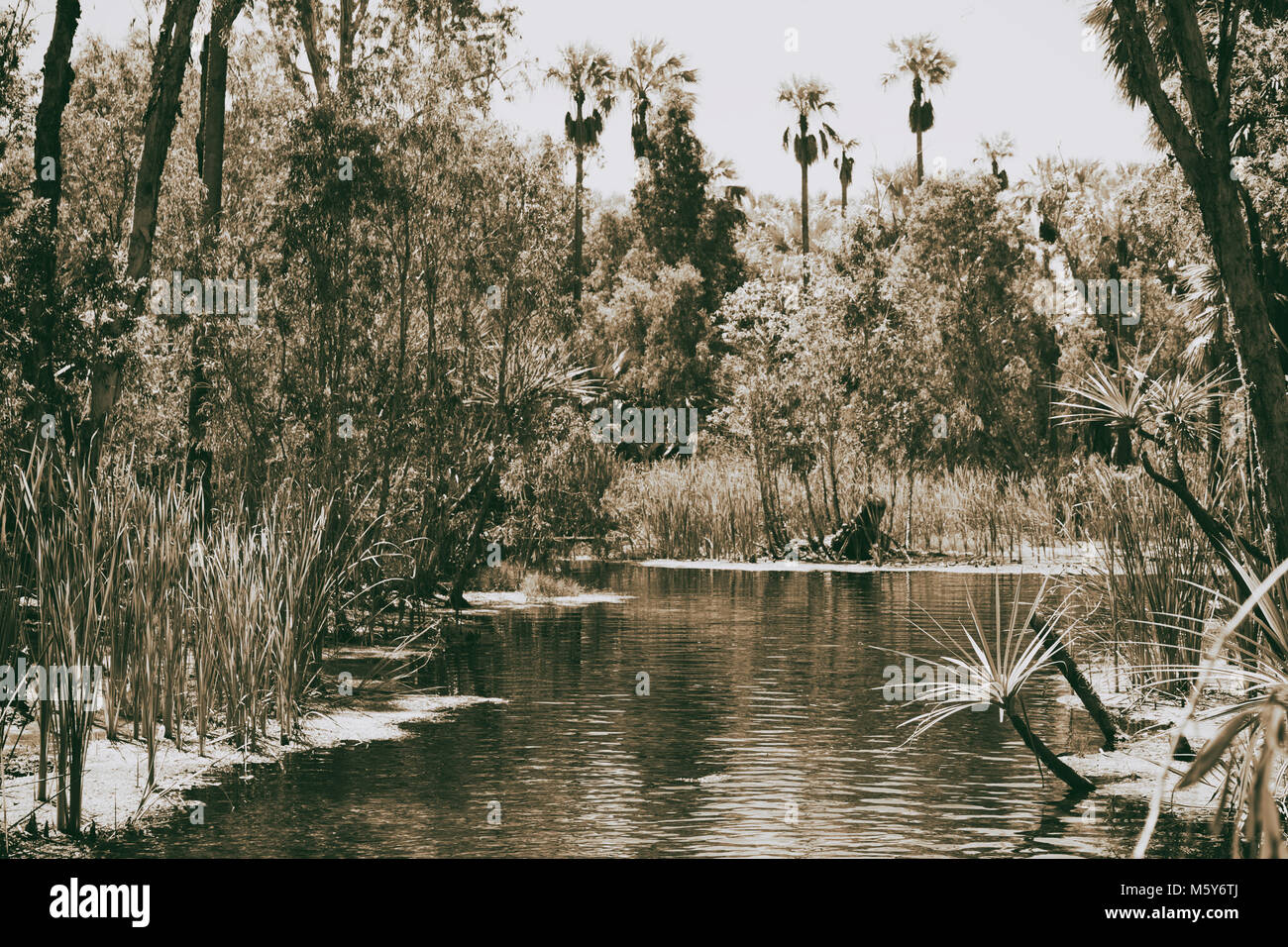 In Australien mataranka Fluss der Handfläche und den See in der Natur Stockfoto