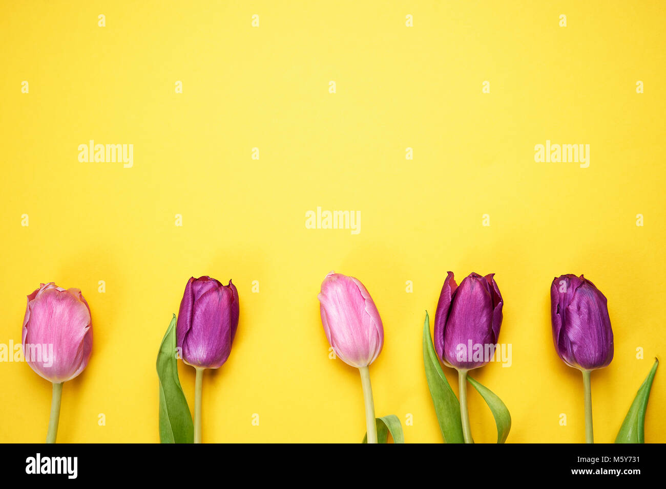 Blick von oben auf die lila Tulpen auf gelbem Hintergrund Stockfoto