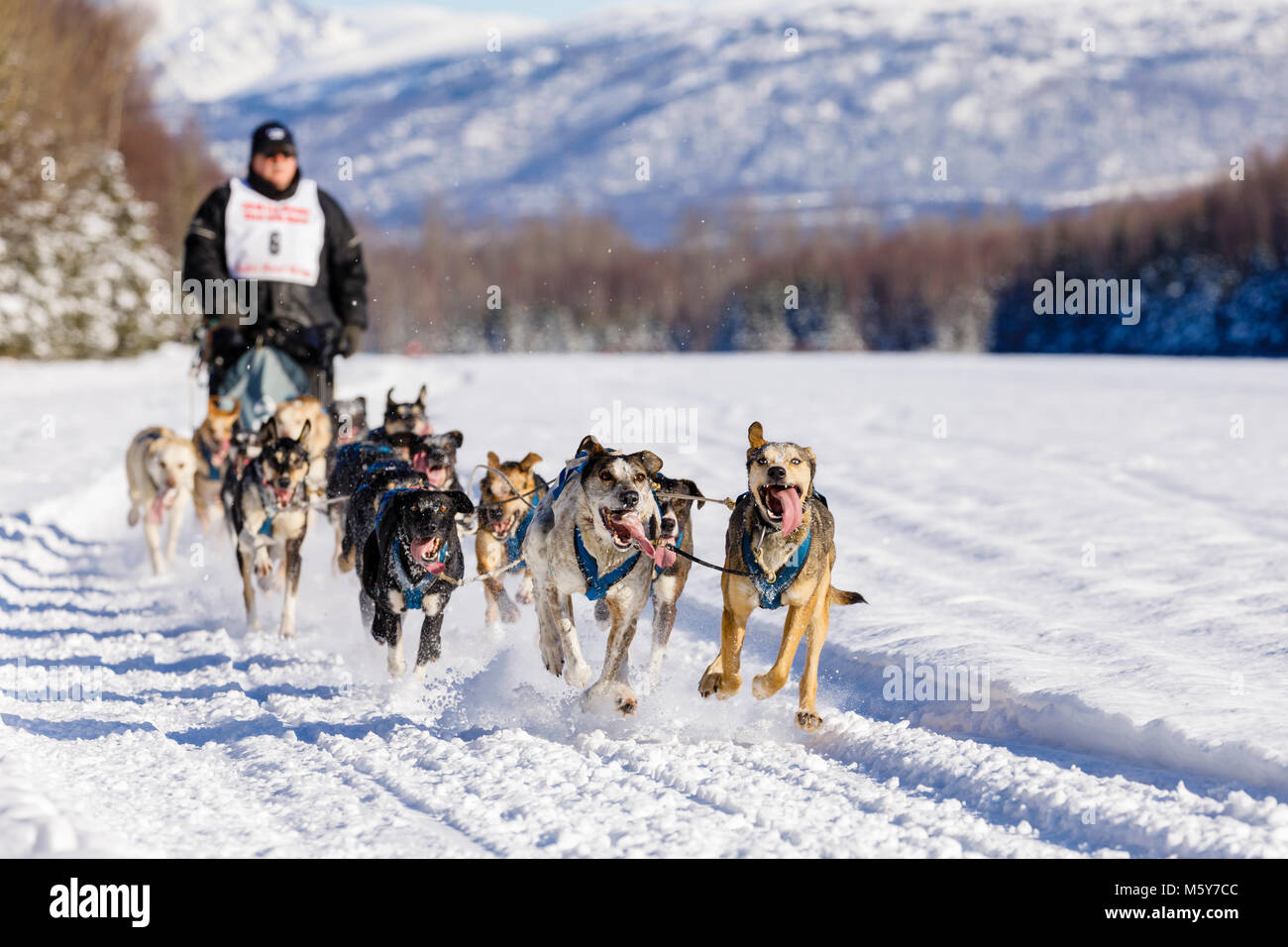 Musher Danny Beck im Fell Rendezvous Welt Schlittenhunderennen bei Campbell Airstrip konkurrieren in Anchorage in Alaska. Stockfoto