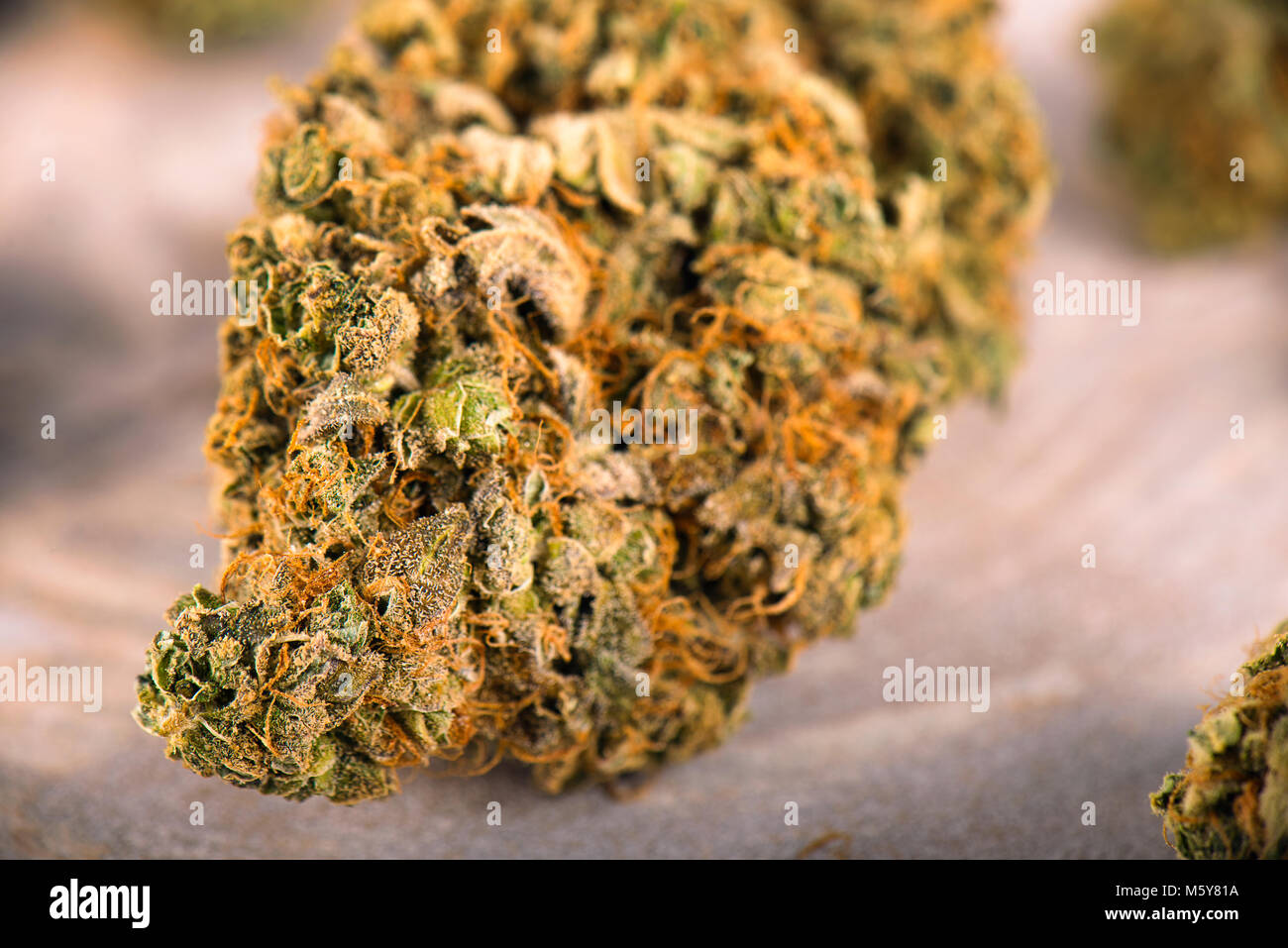 Makro Detail von Cannabis bud (Tag Träumer Belastung) mit sichtbaren Trichome - medizinisches Marihuana Dispensary Konzept Stockfoto