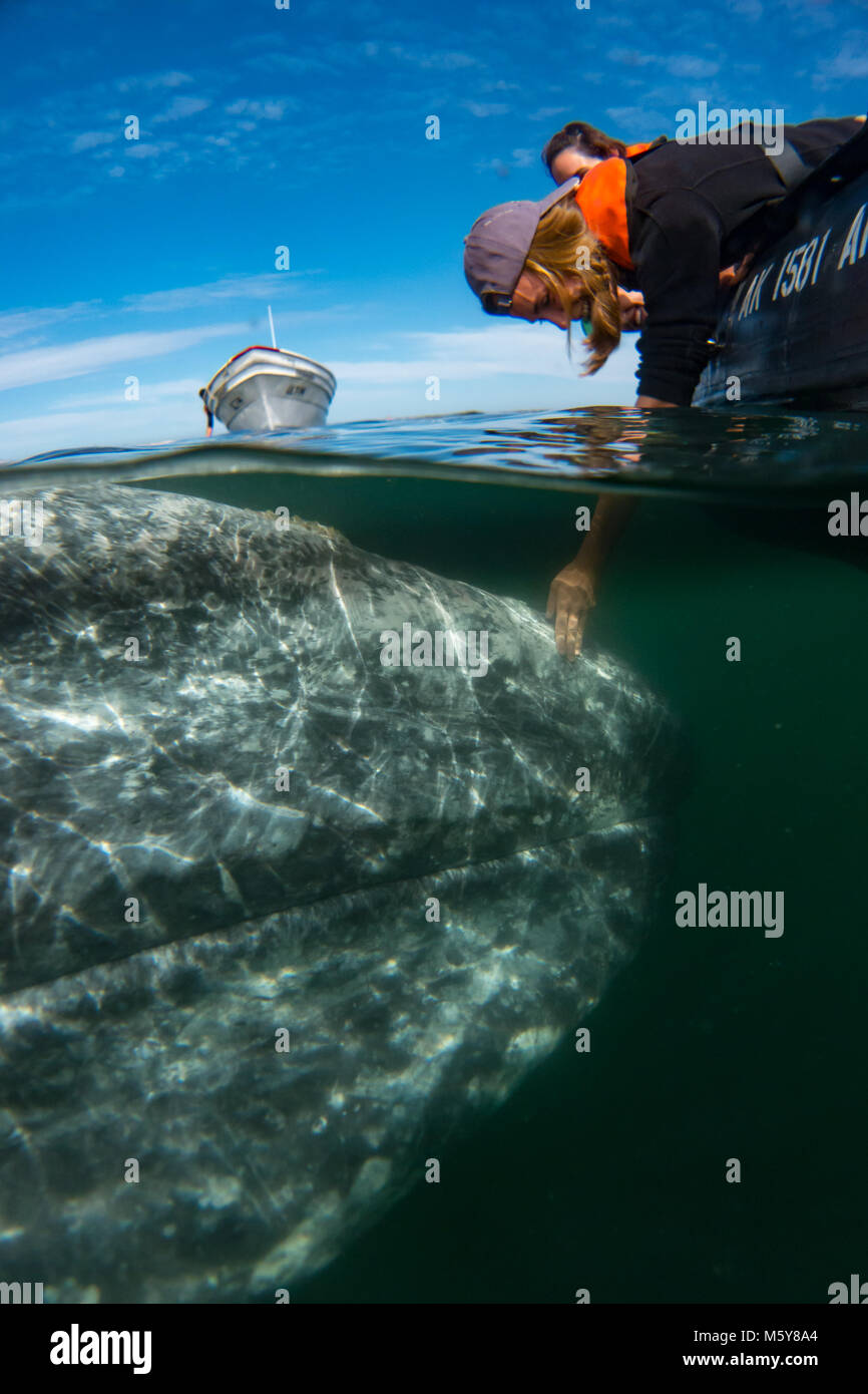 Ein grauen Wal Ansätze ein kleines Boot, wo die Natur Touristen in der Lage sind, den Wal in Magdalena Bay, Baja California Sur, Mexiko zu berühren Stockfoto