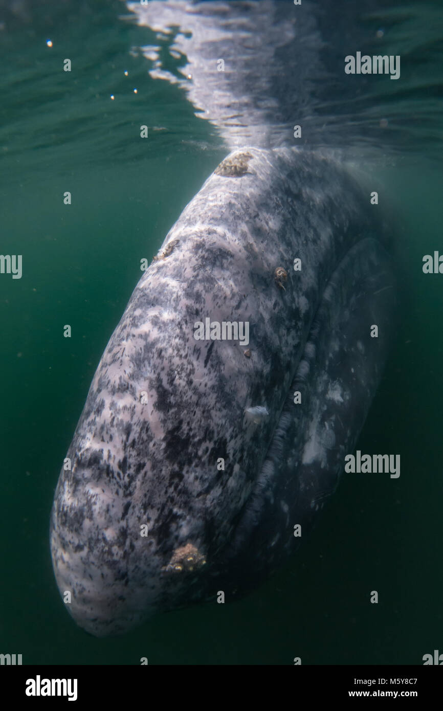 Ein neugieriger Grauwale näherte sich Touristen in kleinen Booten in Magdalena Bay, Baja California Sur, Mexiko Stockfoto