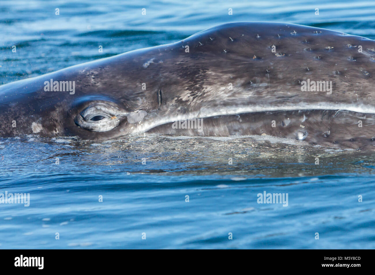Auge in Auge mit einem Grauen Wal in Magdalena Bay, Baja California Sur, Mexiko zu. Stockfoto