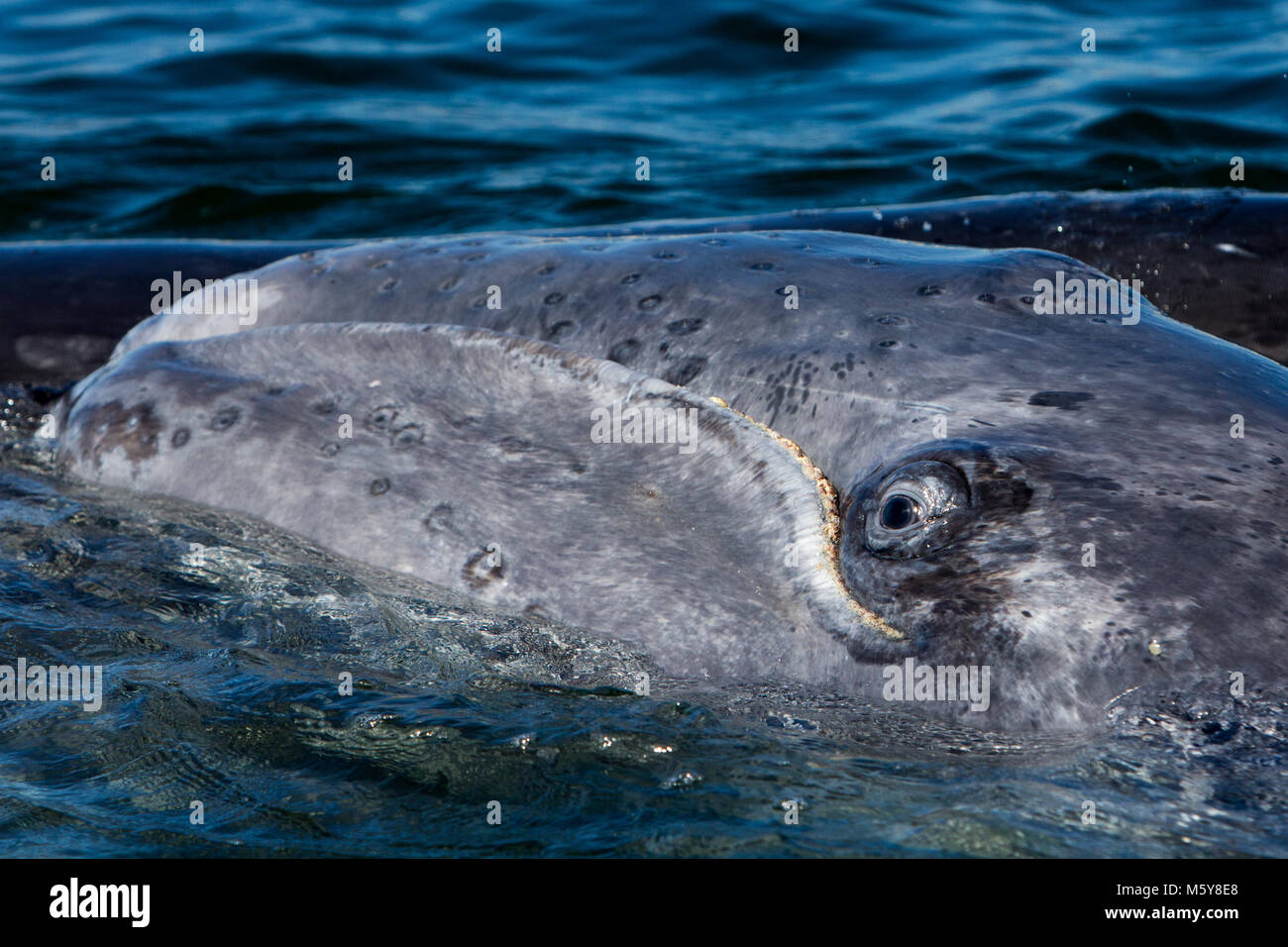 Auge in Auge mit einem Grauen Wal in Magdalena Bay, Baja California Sur, Mexiko zu. Stockfoto