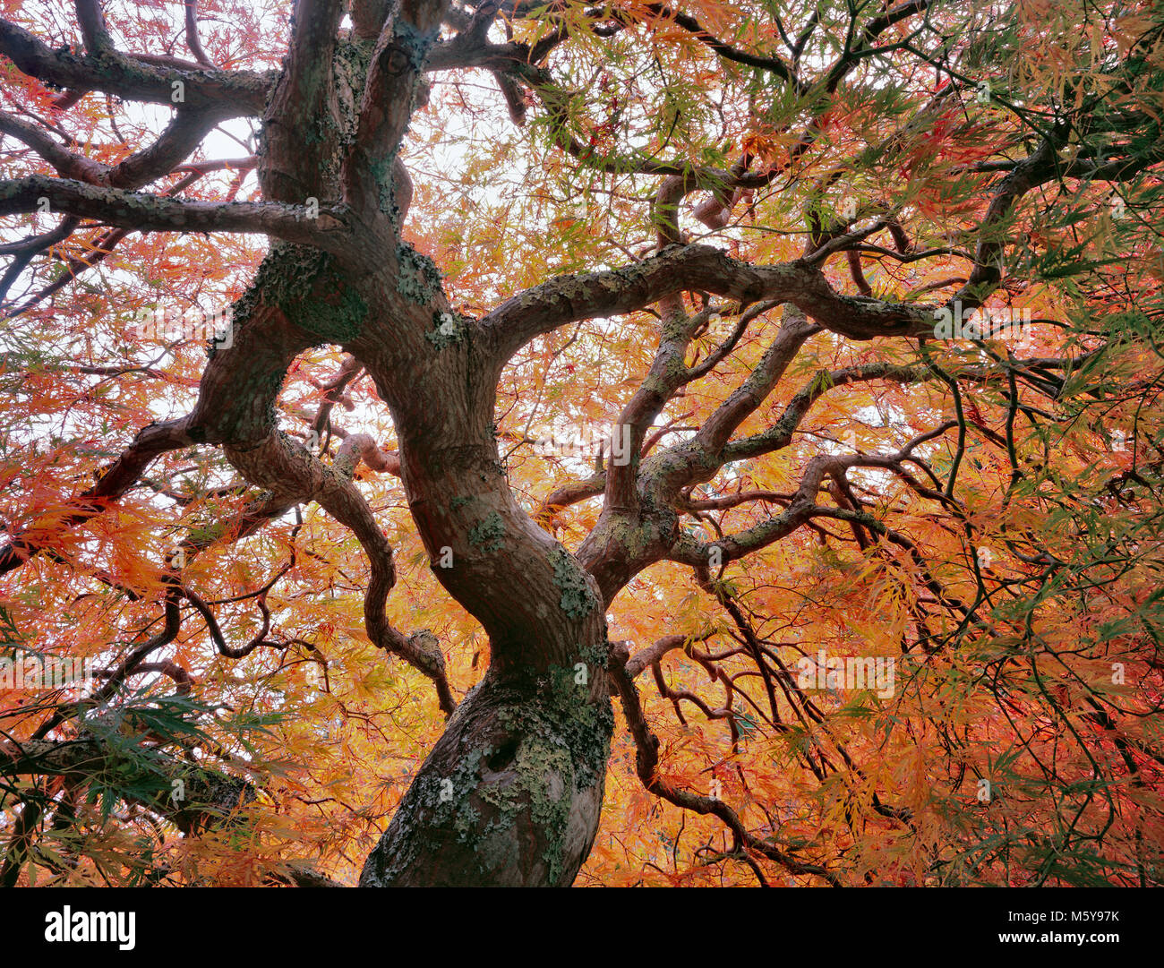 Japanischer Ahorn, Laceleaf, Acer Palmata, Farn Schlucht Garten, Mill Valley, Kalifornien Stockfoto