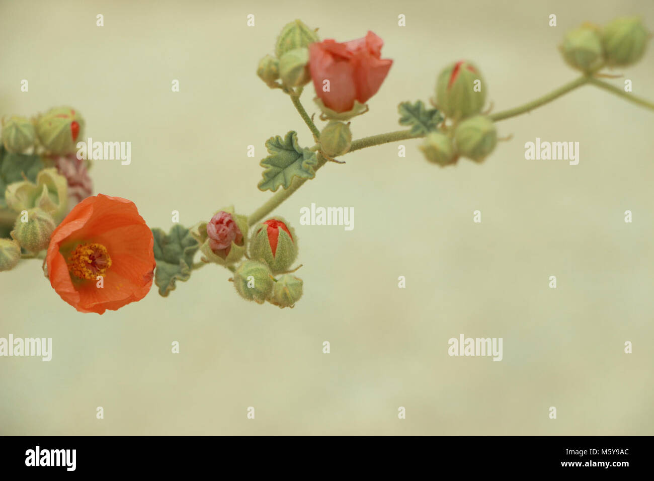 Wüste Globemallow (Sphaeralcea ambigua). Stockfoto