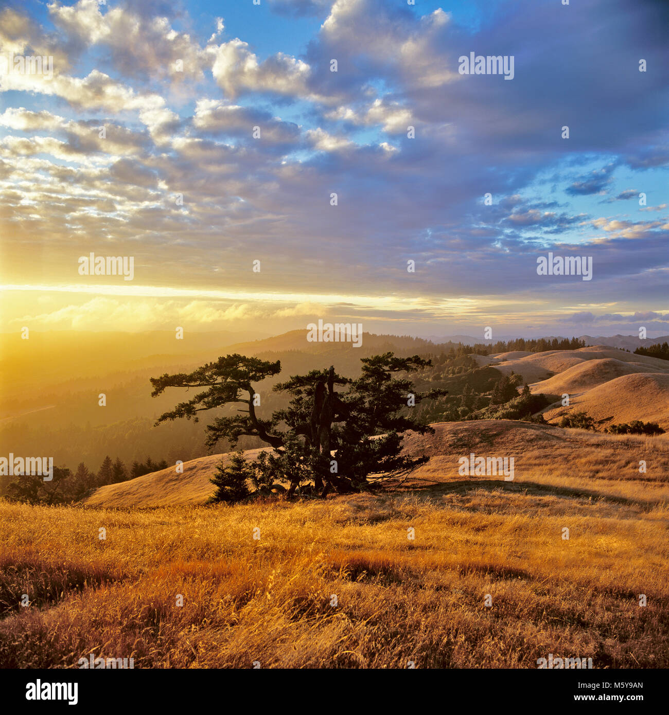 Sonnenuntergang, Bolinas Ridge, Mount Tamalpais State Park, Golden Gate National Recreation Area, Marin County, Kalifornien Stockfoto