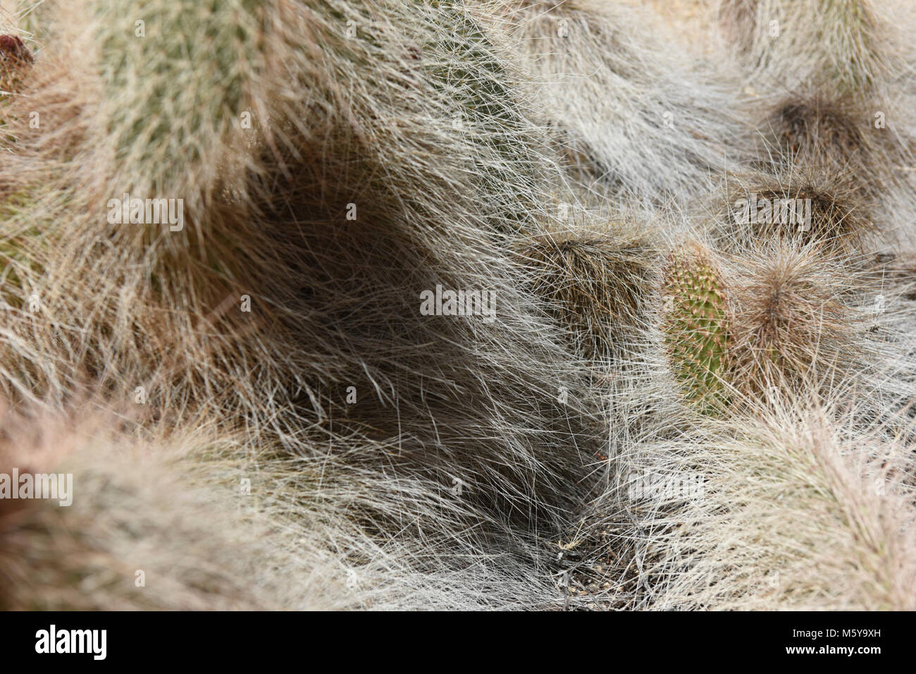 Grizzlybear Feigenkakteen (Opuntia polyacantha var Erinacea) bei Ryan. Stockfoto