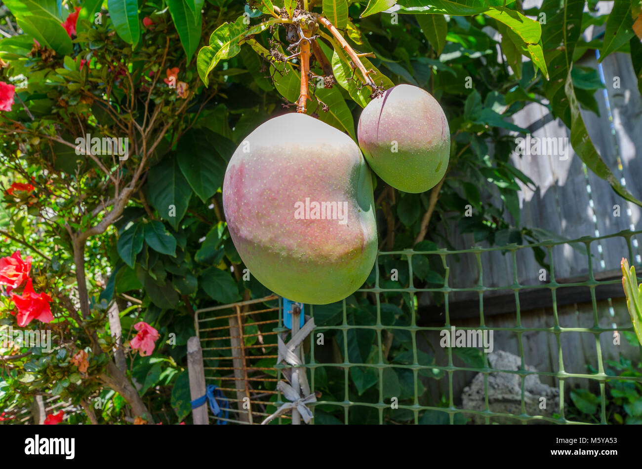 Mango wächst Stockfoto