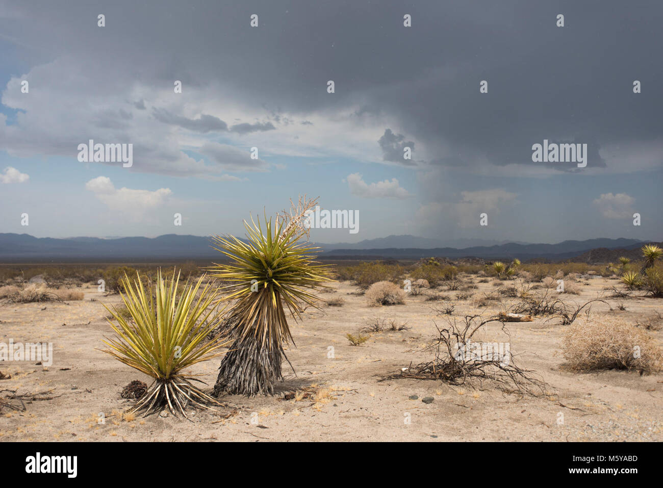 Monsun-regen in der Pinto Basin. Stockfoto