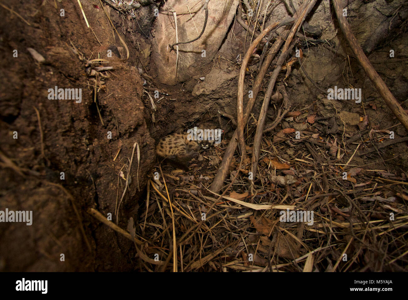 P-43 in der Höhle. Treffen P-43 und P-44, die zwei neuesten Mitglieder unserer Mountain Lion Studie! Diese 3-4 Wochen alten Weibchen sind aus zwei separaten Würfe an den gegenüberliegenden Enden unserer Studie, in der Santa Monica Mountains und die andere in der Santa Susanas. Diese Höhle wurde in einem Gebiet mit steilen Hängen und große Felsbrocken. Nach ungefähr 45 Minuten des Suchens, unser Biologe gefunden P-43 unter dicken Pinsel in die Ausgehöhlten im folgenden Bereich. Stockfoto