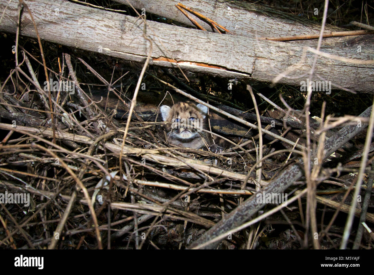 P-44 in der Höhle. Treffen P-43 und P-44, die zwei neuesten Mitglieder unserer Mountain Lion Studie! Diese 3-4 Wochen alten Weibchen sind aus zwei separaten Würfe an den gegenüberliegenden Enden unserer Studie, in der Santa Monica Mountains und die andere in der Santa Susanas. Dieses Bild erhalten Sie einen Eindruck davon, wie gut die Mutter ihre Jungen versteckt! Stockfoto