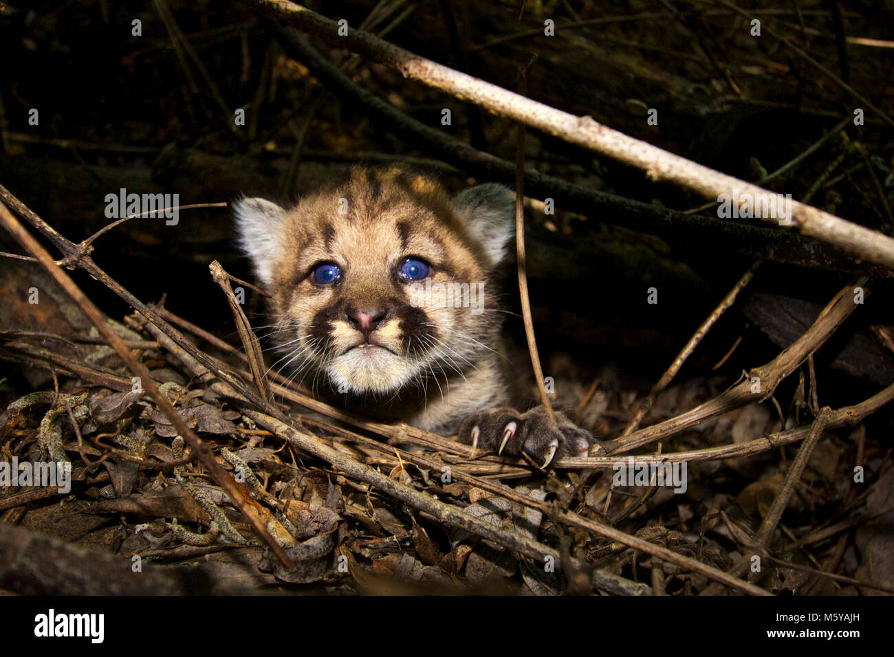 P-44. Treffen P-43 und P-44, die zwei neuesten Mitglieder unserer Mountain Lion Studie! Diese 3-4 Wochen alten Weibchen sind aus zwei separaten Würfe an den gegenüberliegenden Enden unserer Studie, in der Santa Monica Mountains und die andere in der Santa Susanas. Dies ist das erste Mal, dass wir die Würfe mit nur einem Kätzchen dokumentiert haben. Da unsere Mountain Lion Forschung im Jahr 2002 begann, haben wir insgesamt 10 Kitten Würfe dokumentiert, obwohl zwei von denen waren, wenn die Kitten waren bereits mindestens sechs Monate alt sind. Stockfoto