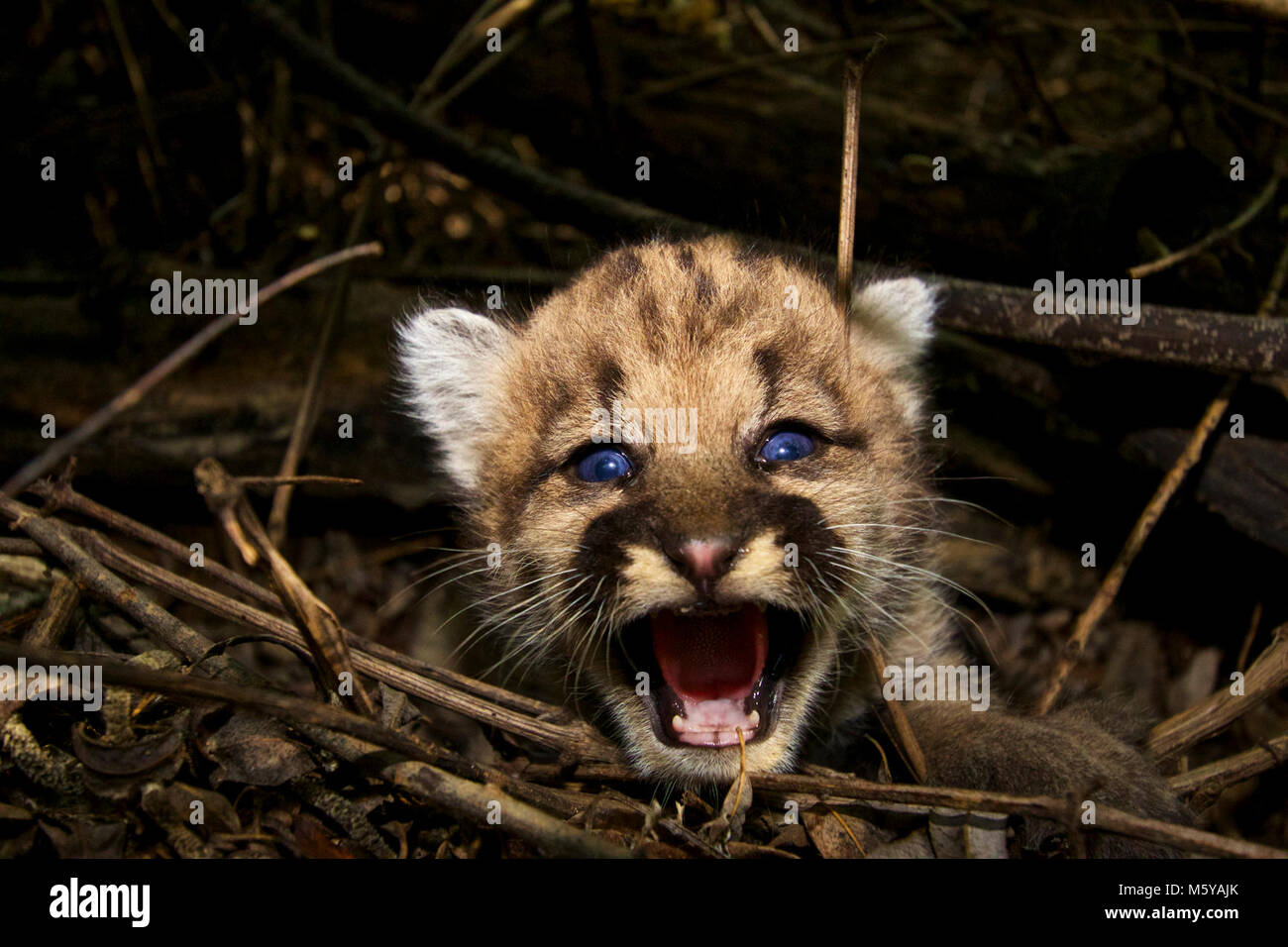 P-44. Treffen P-43 und P-44, die zwei neuesten Mitglieder unserer Mountain Lion Studie! Diese 3-4 Wochen alten Weibchen sind aus zwei separaten Würfe an den gegenüberliegenden Enden unserer Studie, in der Santa Monica Mountains und die andere in der Santa Susanas. P-44 macht Ihr Haus in den Bergen von Santa Susana. Ihre Mutter ist P-35, der im April 2014 collared war. P-35 werden sich voraussichtlich auf etwa fünf Jahre alt werden und dies ist zumindest ihren zweiten Wurf (Biologen erfasst remote camera Bilder Reisen im letzten Jahr mit älteren Kätzchen). Stockfoto