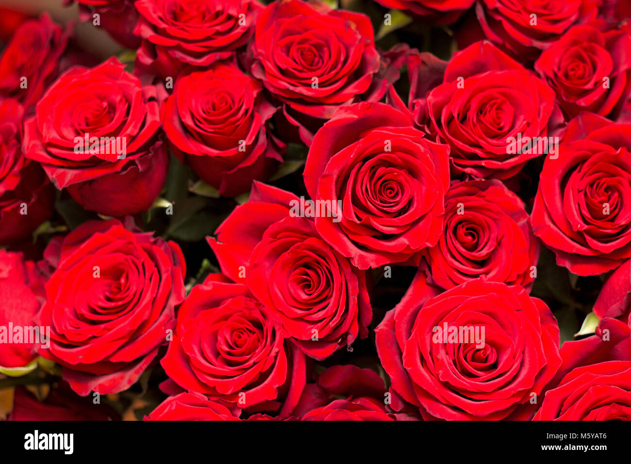 Viele grosse rote Rosen closeup Stockfoto