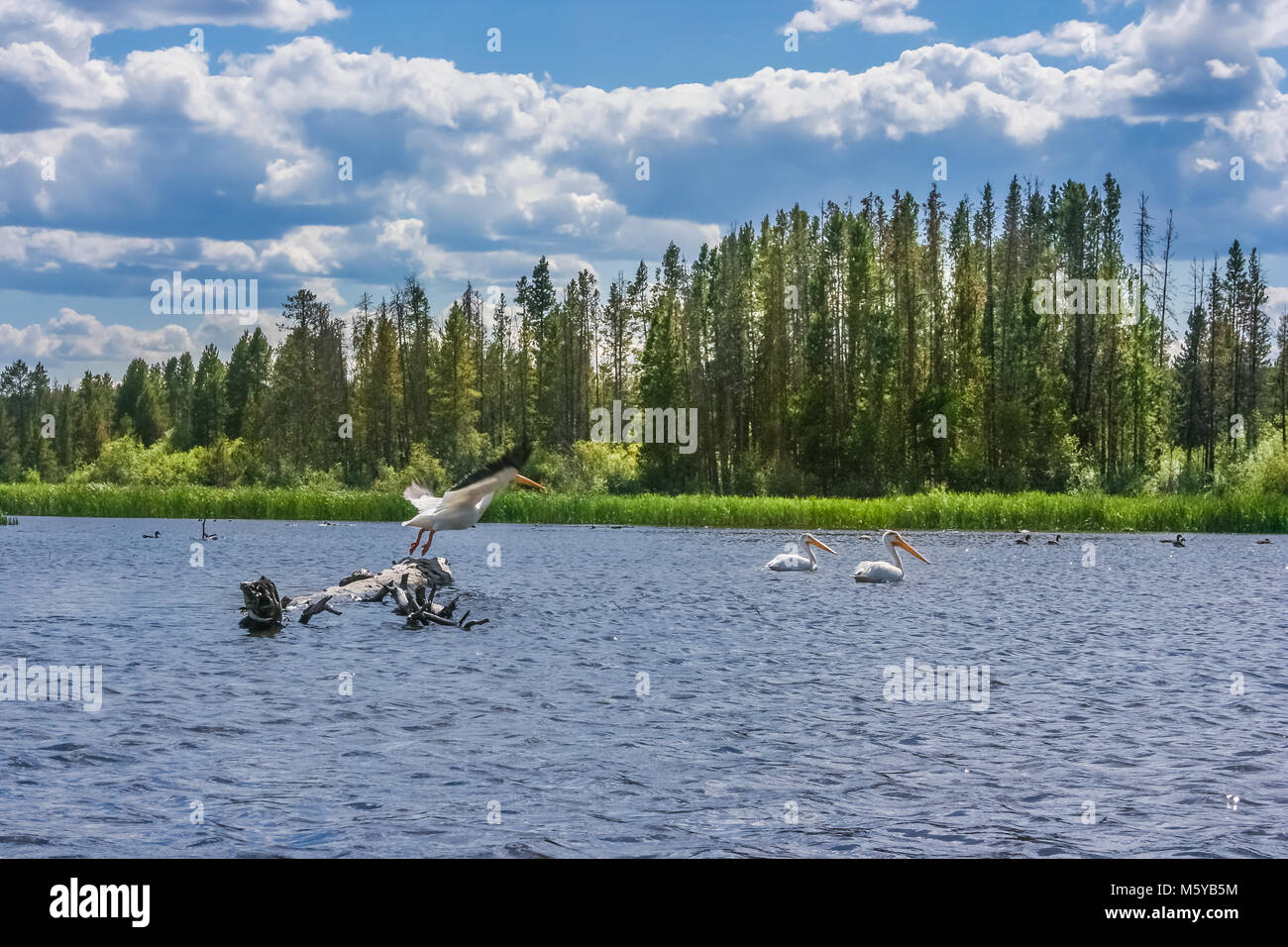 Blick auf einen Bergsee mit drei weißen Pelikane im Sommer; ein Vogel auf der linken Seite ist abgenommen, während zwei andere sind Schwimmen; Grand Lake, Colorado Stockfoto