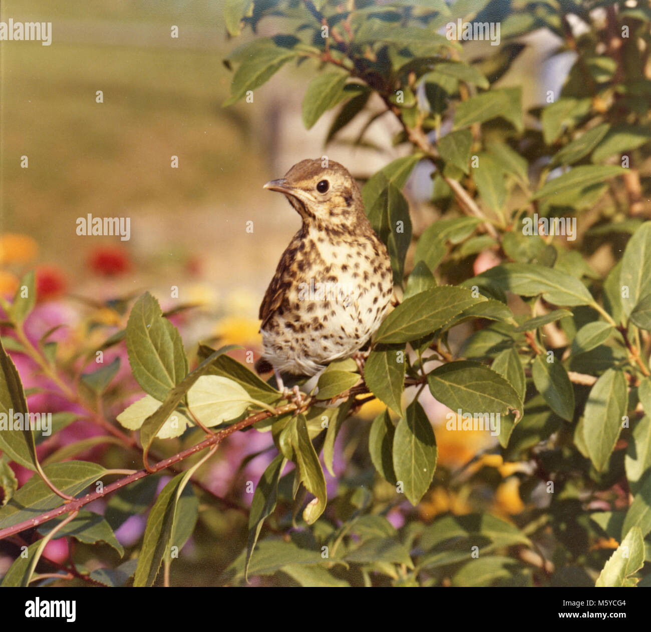 Mistle Thrush (Turdus viscuvorus) im heimischen Garten, Lincolnshire, England, Großbritannien Stockfoto