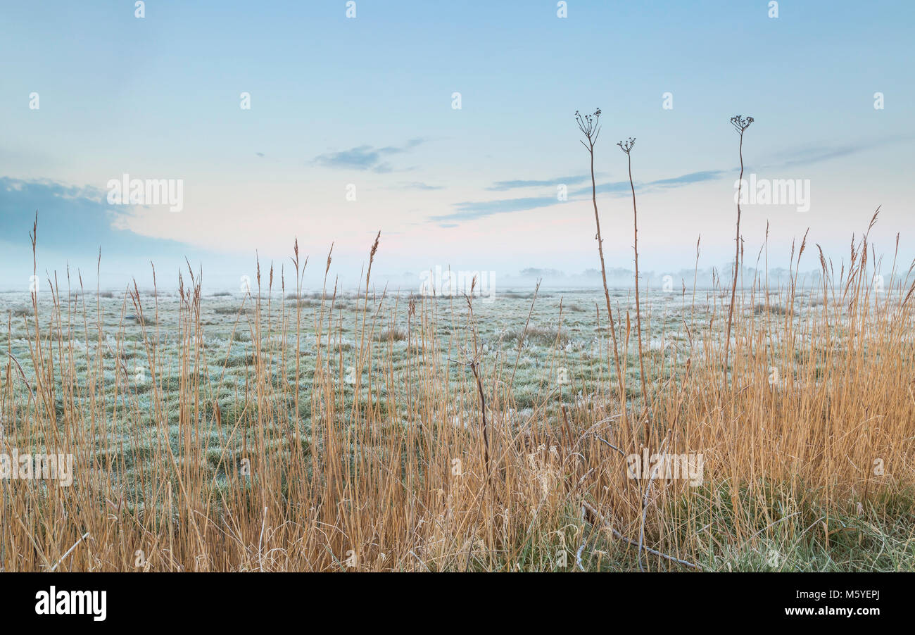 Schilf und Unkraut an den Rand eines Feldes an einem frostigen Morgen im Norfolk Broads Stockfoto