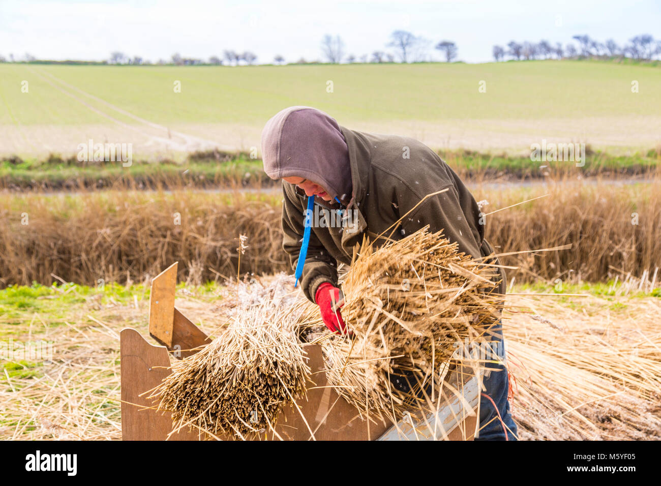 Reedcutters am Arbeitsplatz thatching Bündel von Schilf vorbereiten. Stockfoto