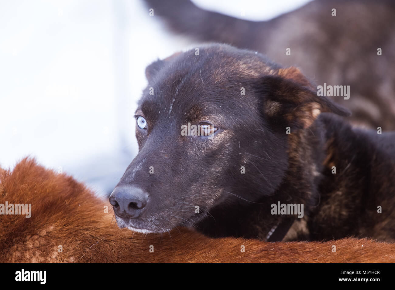 Schöne Alaska husky Hunde warten auf ein Sled Dog Race zu starten. Cute  Portrait von der beste Freund eines Mannes Stockfotografie - Alamy