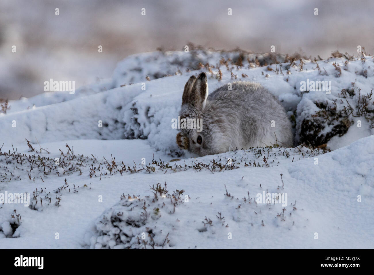 Schneehase (Lepus timidus) Sitzen waschen Gesicht mit Pfote auf den Kopf im Schnee. Stockfoto