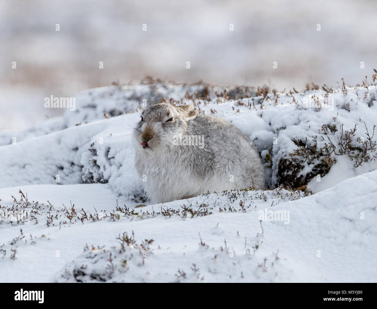 Schneehase (Lepus timidus) sitzt geschützt im Schnee. Stockfoto
