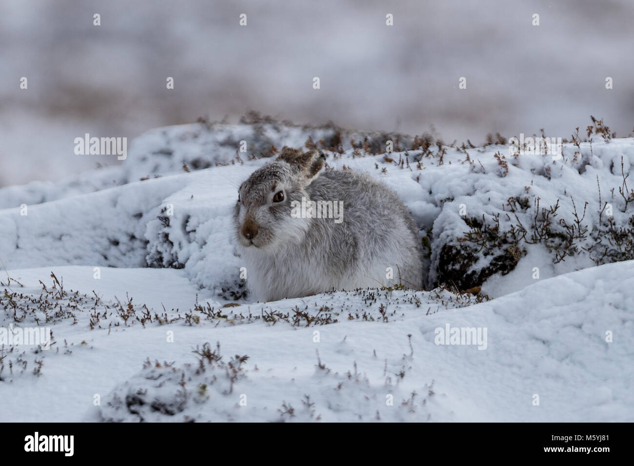 Schneehase (Lepus timidus) sitzt geschützt im Schnee. Stockfoto