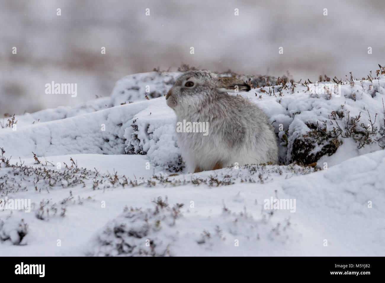 Schneehase (Lepus timidus) sitzt geschützt im Schnee. Stockfoto
