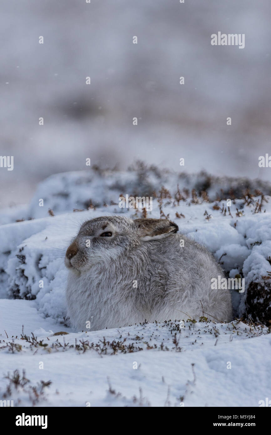 Schneehase (Lepus timidus) sitzt geschützt im Schnee. Stockfoto