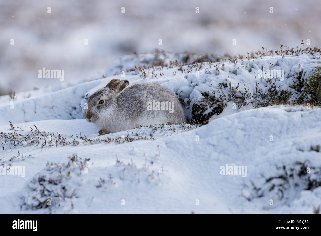 Schneehase (Lepus timidus) sitzt geschützt im Schnee. Stockfoto