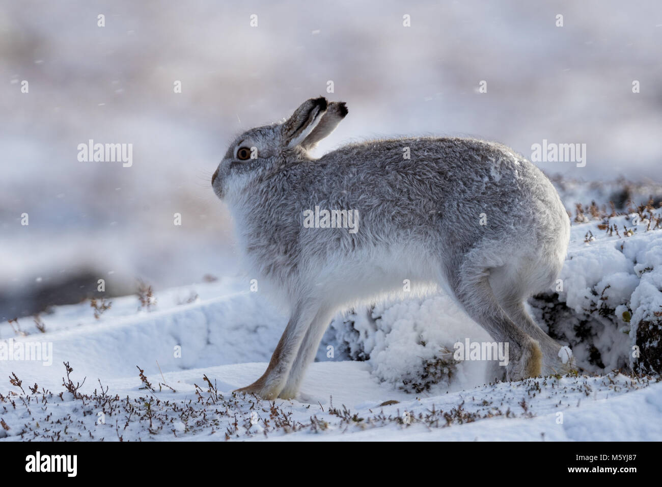 Schneehase (Lepus timidus) im Schnee. Stockfoto