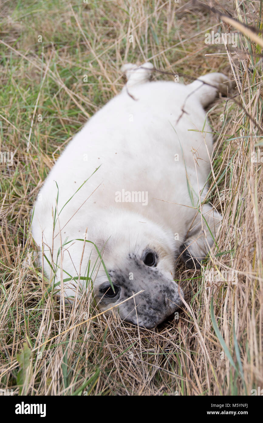 Donna Nook, Lincolnshire, Großbritannien - 15.November: Nahaufnahme auf eine niedliche flauschige Neugeborene Kegelrobbe pup am 15 Nov 2016 Donna Nook Seal Sanctuary, Lincolnshire W Stockfoto