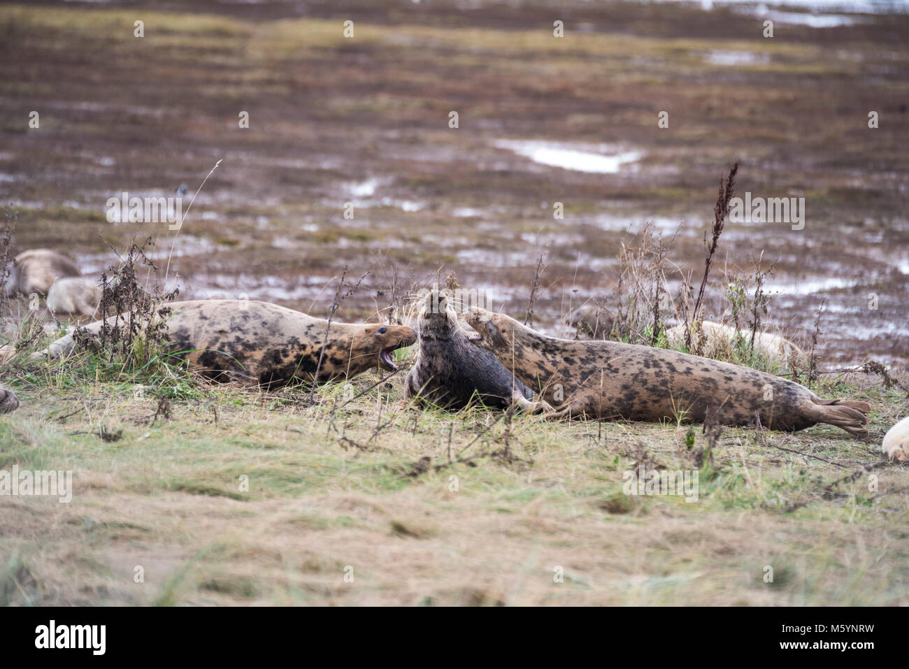 Donna Nook, Lincolnshire, Großbritannien - 15.November: Kämpfen häufig bricht aus unter den Kegelrobben an Land kommen für die Geburt der Saison am 15. November 2016 in Donna N Stockfoto