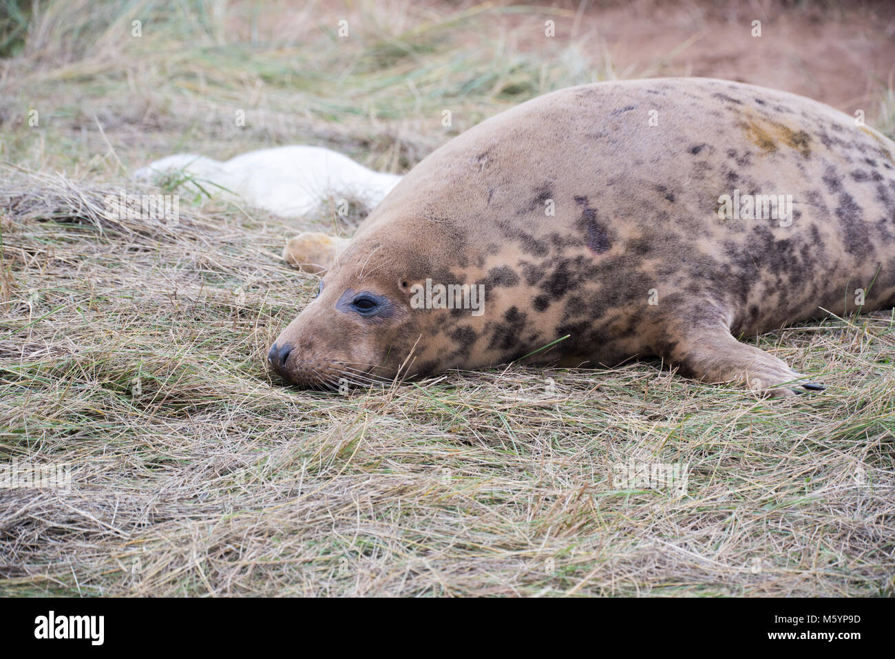 Donna Nook, Lincolnshire, Großbritannien - 15.November: Ein grauer Dichtung an Land kommen im Spätherbst für birthing Season am 15 Nov 2016 Donna Nook Dichtung Santuary, Lincolns Stockfoto