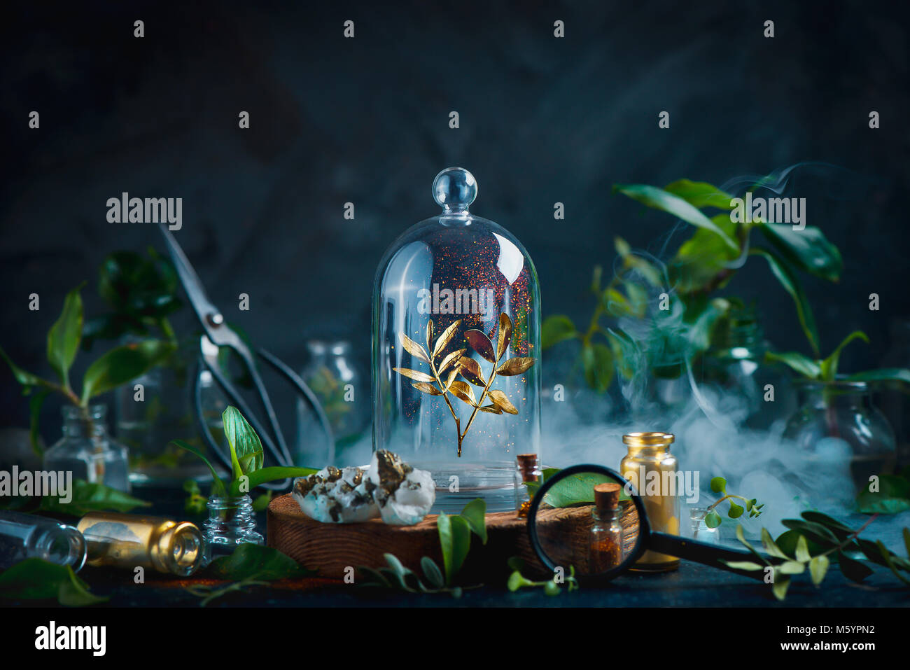 Seltene Pflanzen unter einer Glaskuppel. Erhaltung der kostbaren Dinge Konzept. Botanische Stillleben mit kopieren. Stockfoto