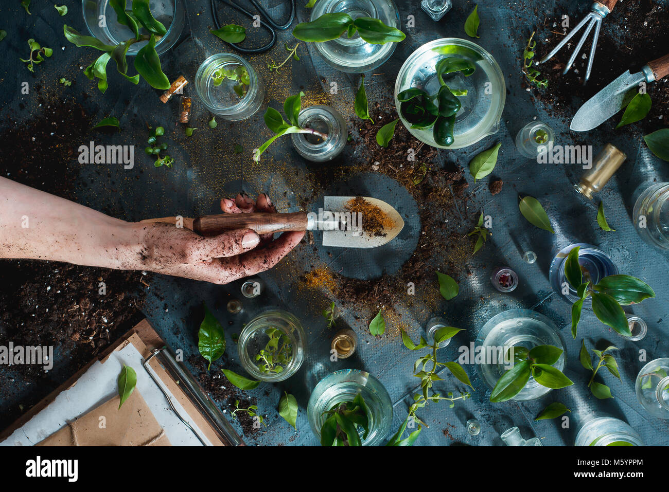 Grüner Daumen Konzept mit einem goldenen Spaten, Pflanzen, Erde, Glas Gläser mit Sämling und Gartengeräte. Overhead botanischen Stillleben mit kopieren. Stockfoto