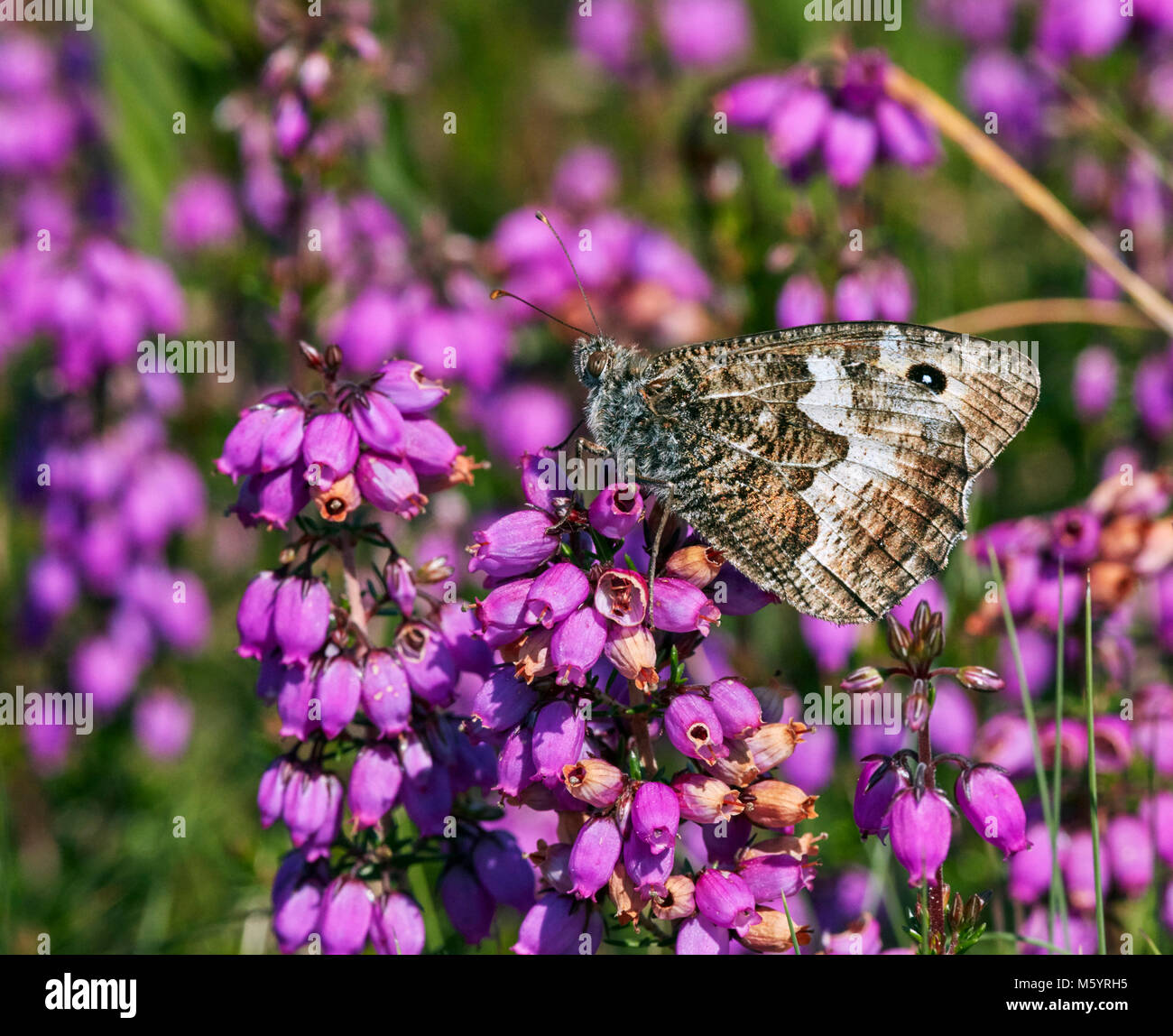 Äsche Schmetterling thront auf Glockenheide. Chobham Gemeinsame, Surrey, England. Stockfoto