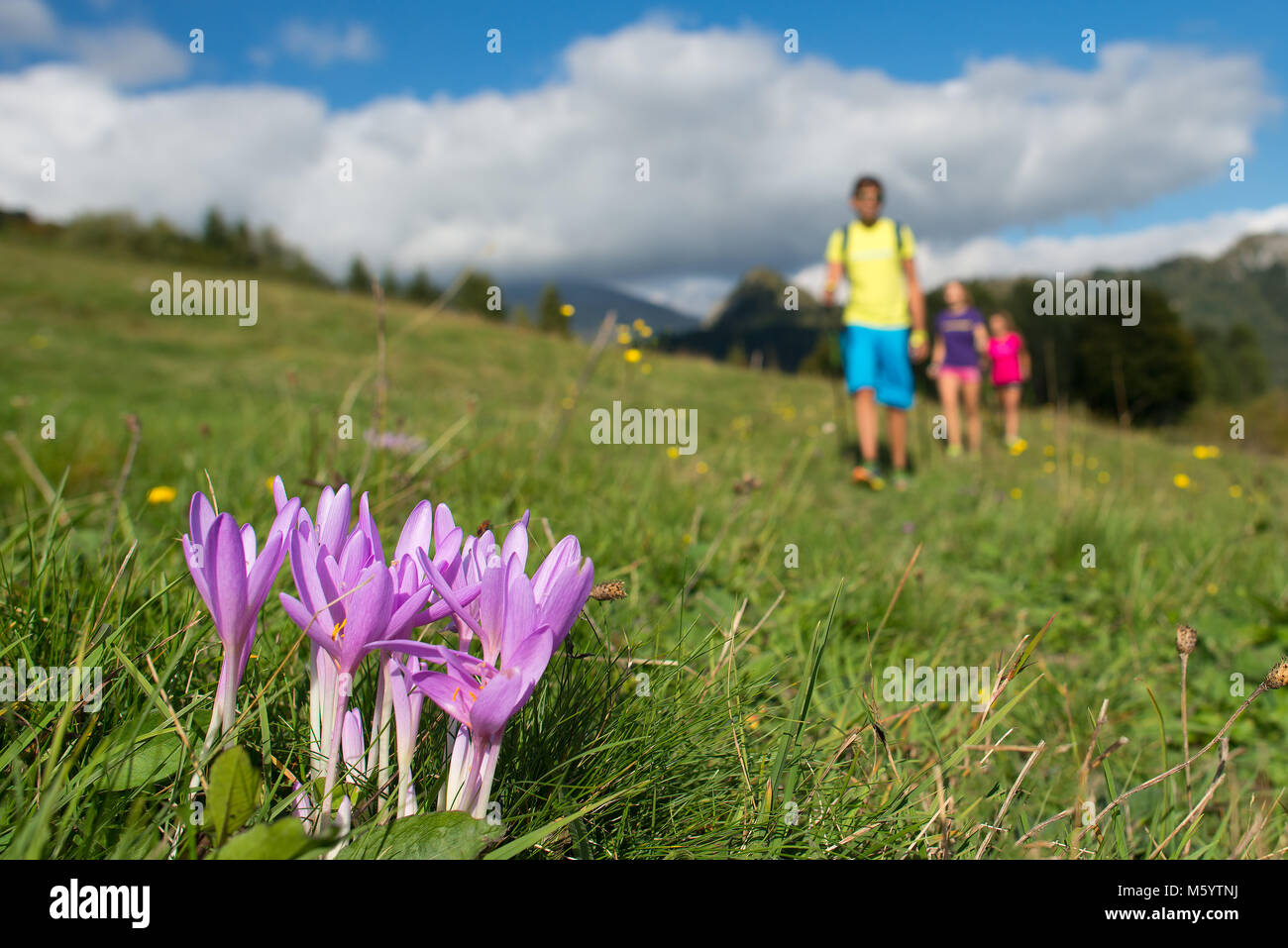 Rosa Berg Blume mit Familie auf einer Wanderung. Stockfoto