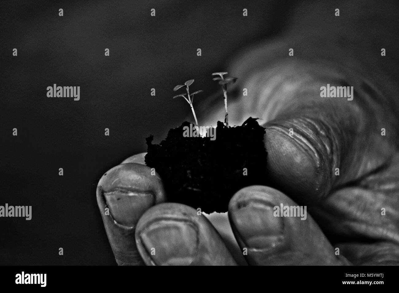 Mann Hand eine kleine Pflanze/konzeptionellen Bild des Lebens und der Hoffnung, Stockfoto