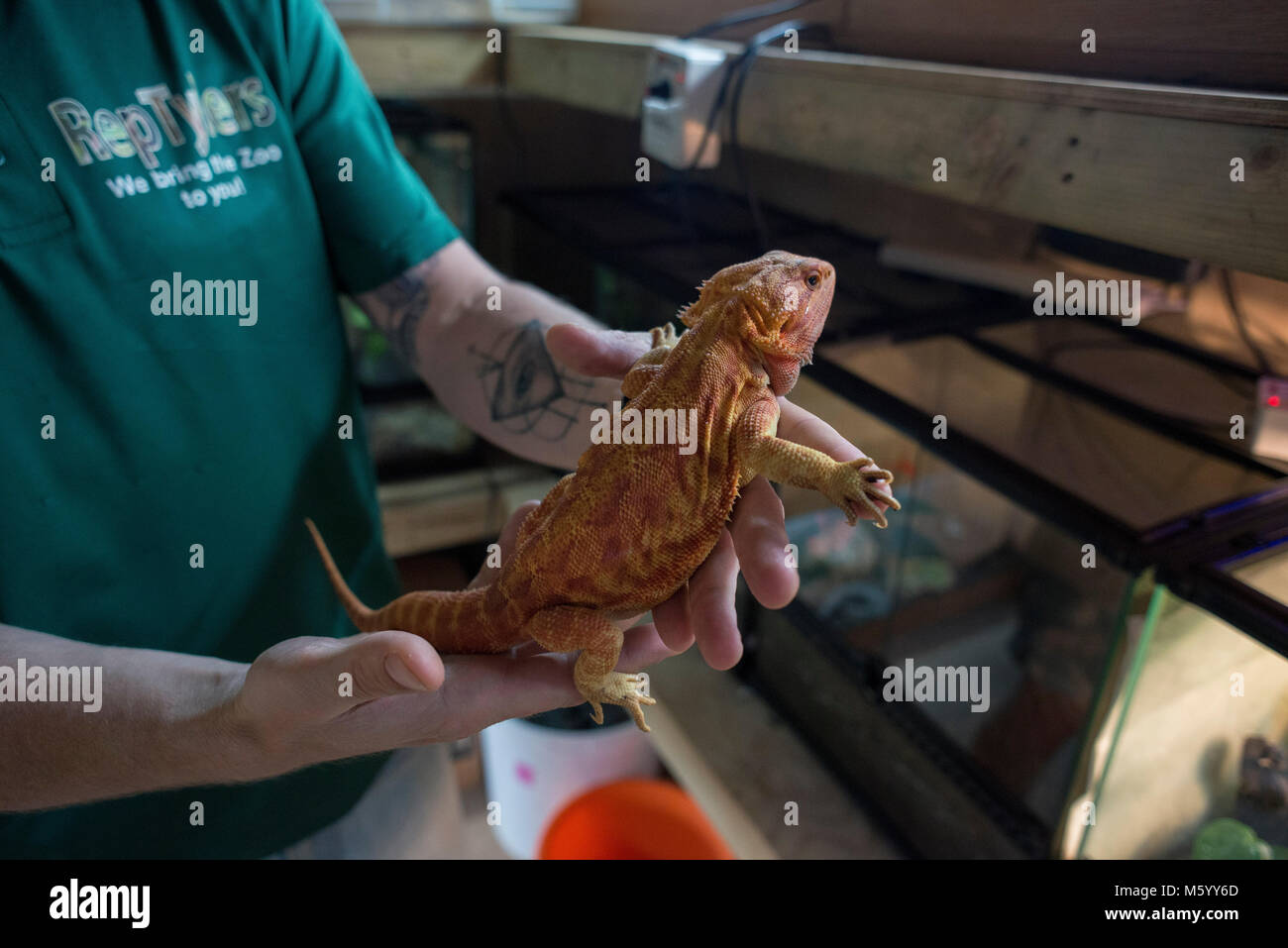 Eine wirkliche Person zeigt aus und zeigt ihre Sammlung von Reptilien und Schlangen aus den Aquarien Stockfoto