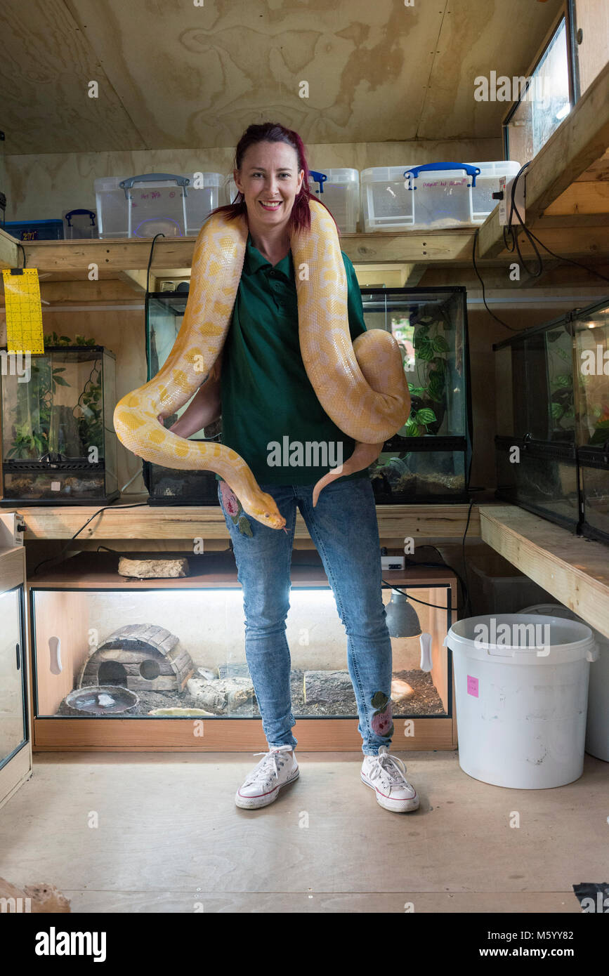 Eine wirkliche Person zeigt aus und zeigt ihre Sammlung von Reptilien und Schlangen aus den Aquarien Stockfoto