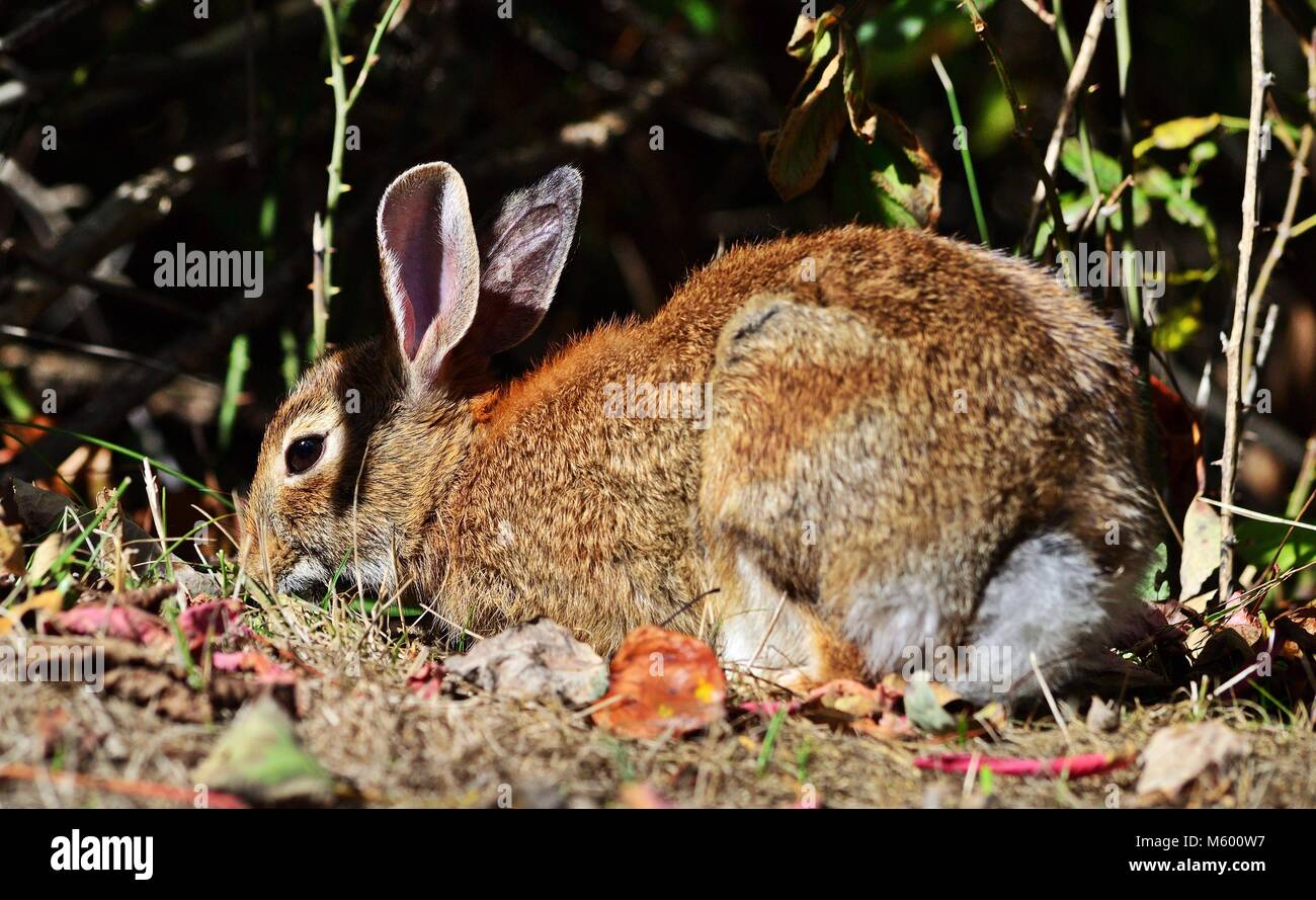 Portrait der Östlichen cottontail (Sylvilagus floridanus) Stockfoto