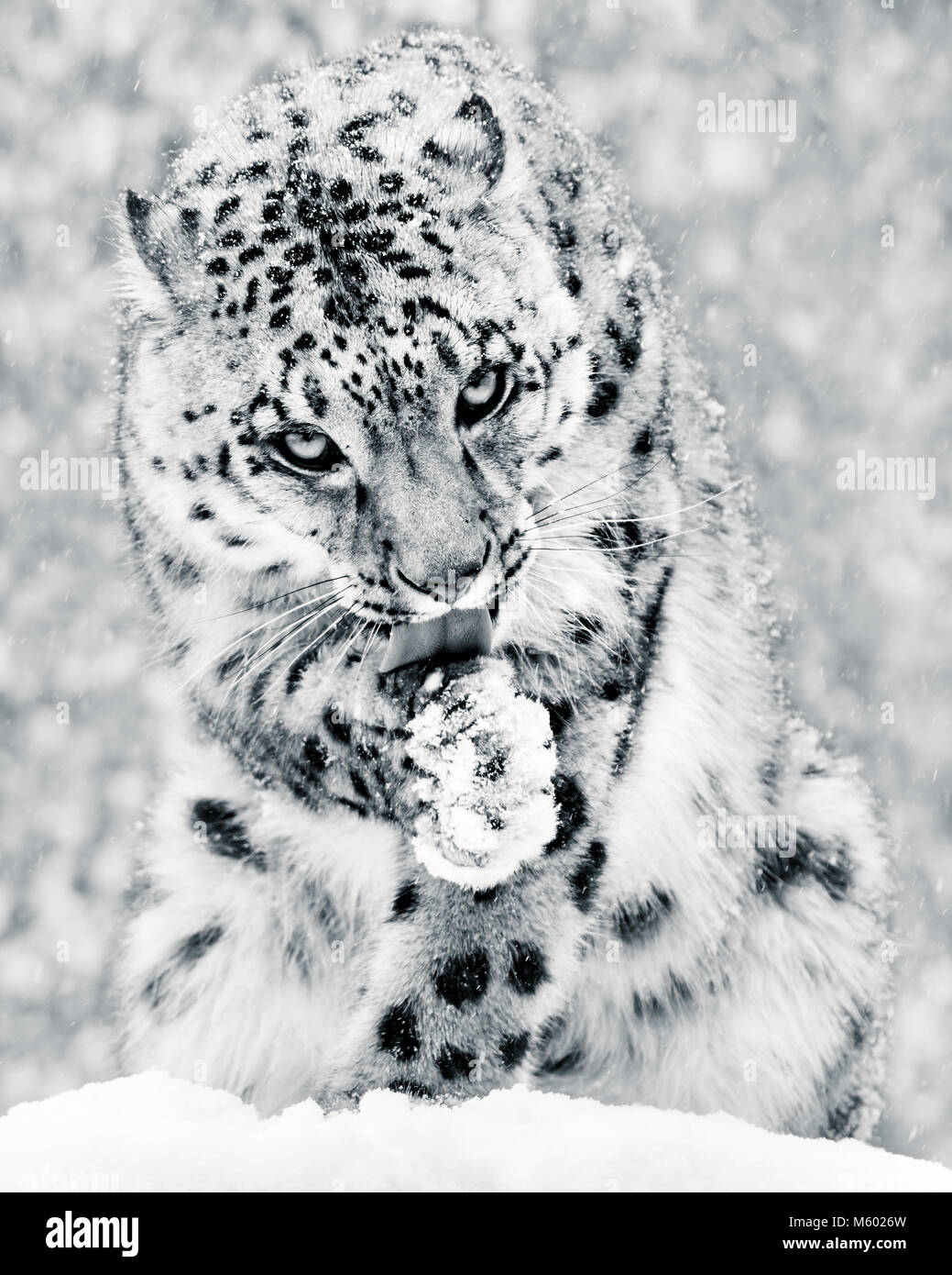 Snow Leopard im Schnee Sturm IV BW Stockfoto