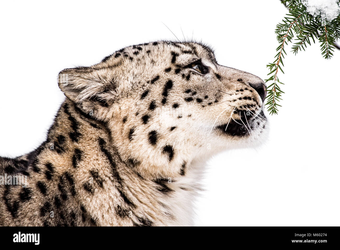 Neugierig Snow Leopard Stockfoto