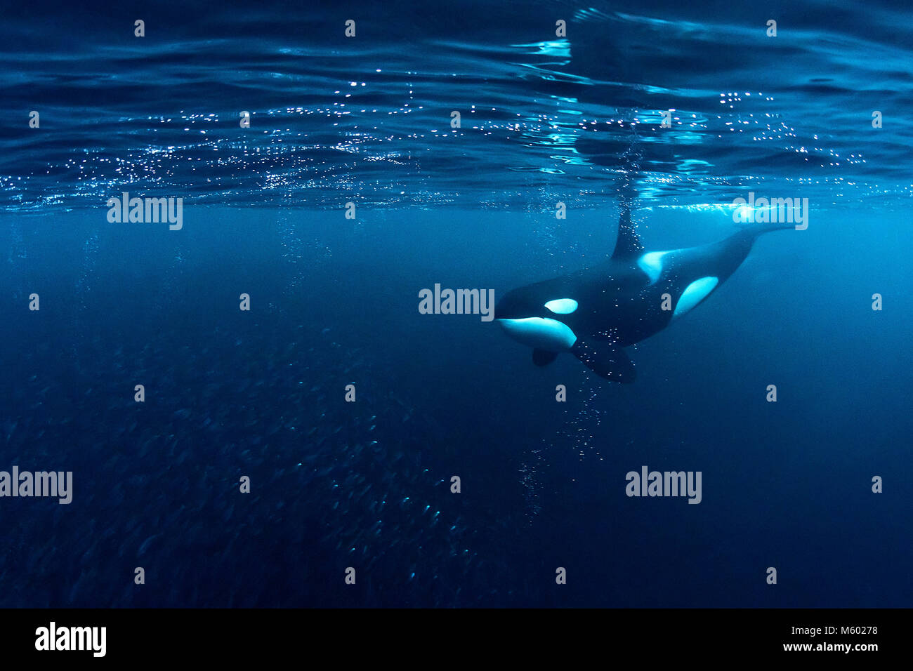 Killer Whale, Orcinus orca huntig Hering, Andfjorden, Andoya Island, Norwegen Stockfoto