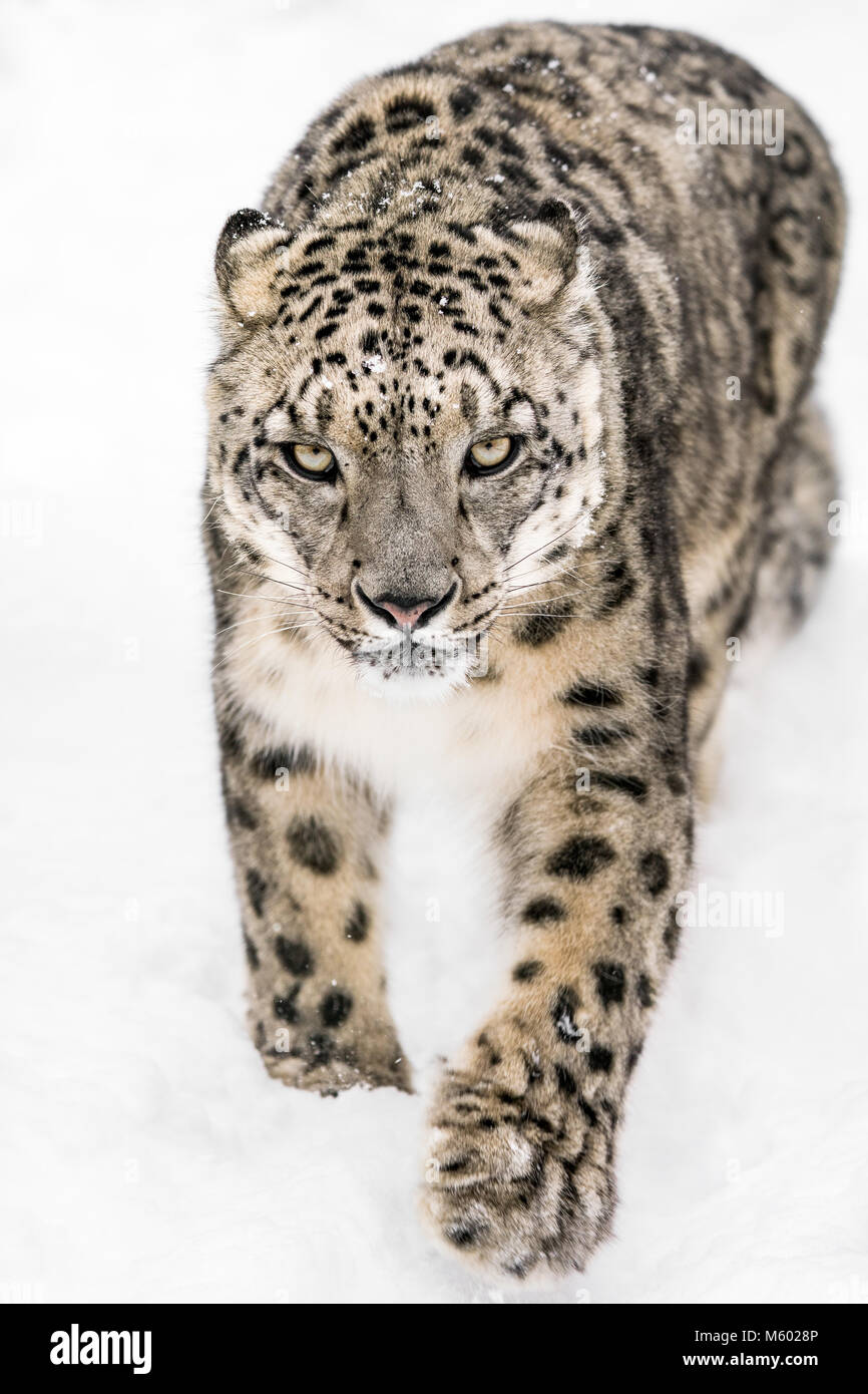 Snow Leopard auf der Pirsch XIV. Stockfoto