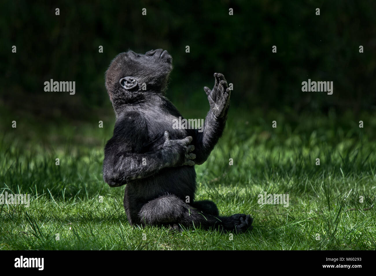 Westlicher Flachlandgorilla Baby II. Stockfoto