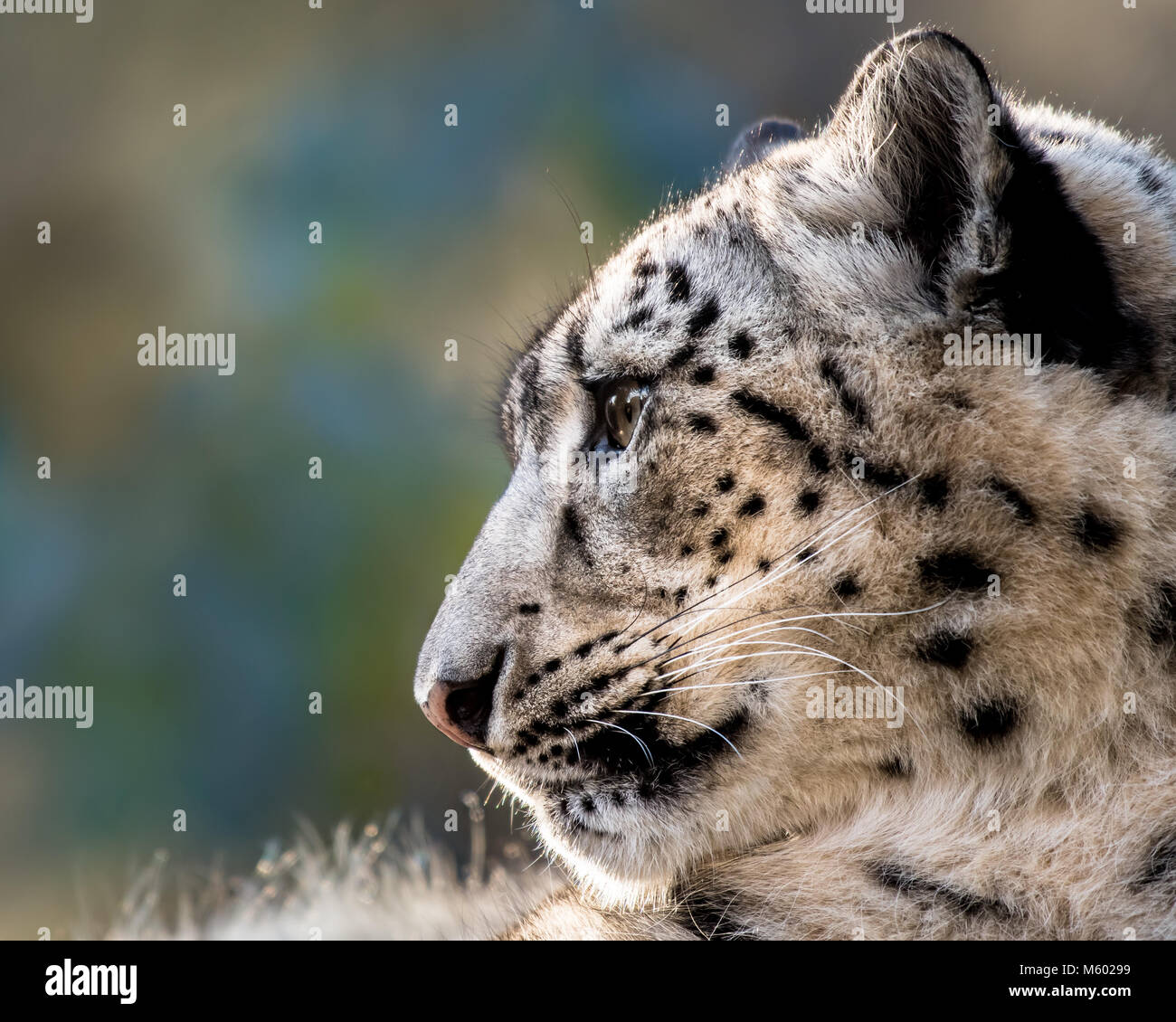 Snow Leopard XXIX. Stockfoto