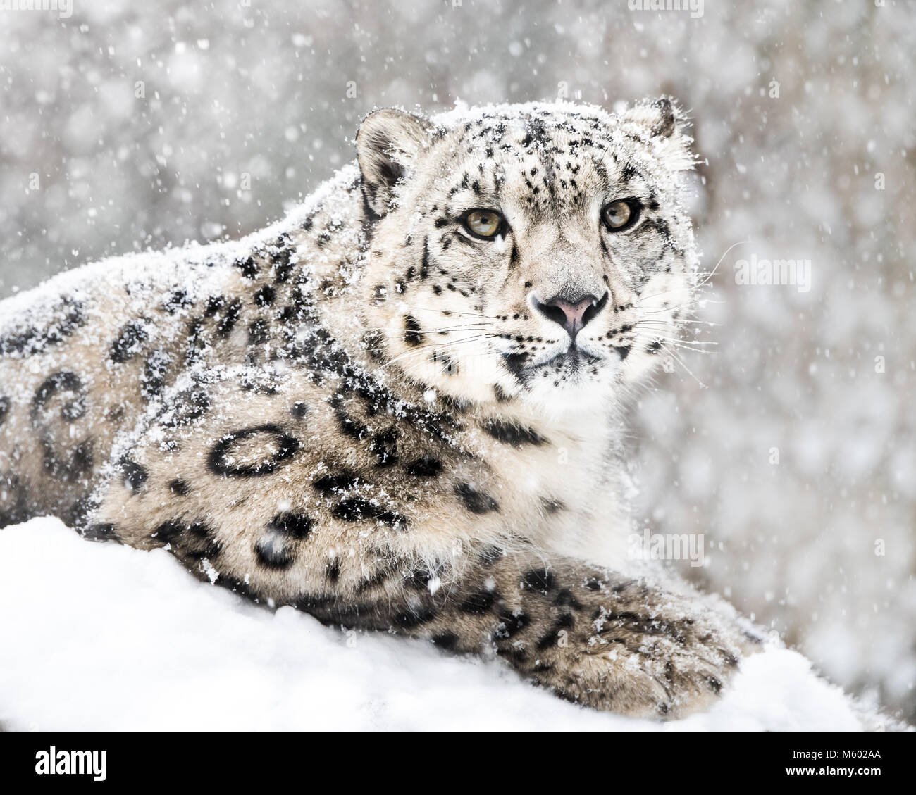 Snow Leopard im Schnee Sturm III Stockfoto